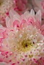 Pink and white chrysanthemums on a blurry background close-up. Beautiful bright chrysanthemums bloom in autumn in the Royalty Free Stock Photo