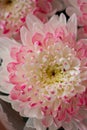 Pink and white chrysanthemums on a blurry background close-up. Beautiful bright chrysanthemums bloom in autumn in the Royalty Free Stock Photo