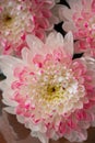 Pink and white chrysanthemums on a blurry background close-up. Beautiful bright chrysanthemums bloom in autumn in the Royalty Free Stock Photo