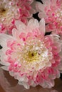 Pink and white chrysanthemums on a blurry background close-up. Beautiful bright chrysanthemums bloom in autumn in the Royalty Free Stock Photo