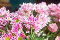 Pink and White Chrysanthemums or White Mums flowers background Royalty Free Stock Photo