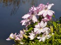 Pink and white clematis flowers