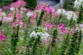 Pink and white Cleome hassleriana flower or spider flower in a garden.Commonly known as spider plant, pink queen, or Grandfather`s Royalty Free Stock Photo