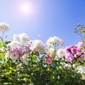 Pink and white climbing roses