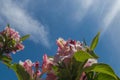 Pink and white clusters of spreading flowers of the flowering Weigela shrub framed by oblong sharp sawtoothed green leaves Royalty Free Stock Photo