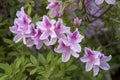 Pink Azalea blooming in Texas Spring