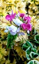 Pink White Color of Spider Flower, Cleome Hassleriana Plant Blossom in the Garden Royalty Free Stock Photo