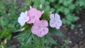 Pink and white color wildflower blooming in garden Royalty Free Stock Photo