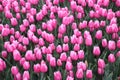 Pink and white colored tulips in rows on  a flowerbulb field in Nieuwe-Tonge in the netherlands during springtime season and fog Royalty Free Stock Photo