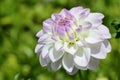 Pink and white coloured dahlia