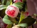 A pink and white coloured rose flower, blooming on the bush. Royalty Free Stock Photo