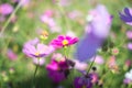 Pink and white cosmos field, cosmos background