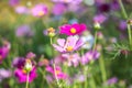 Pink and white cosmos field, cosmos background