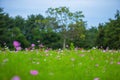 Pink and white cosmos flower fields blooming at the garden Royalty Free Stock Photo