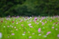 Pink and white cosmos flower fields blooming in summer Royalty Free Stock Photo