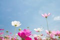 Pink and white cosmos flower group, beautiful In blue sky nature Royalty Free Stock Photo