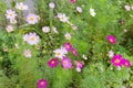 Pink and white cosmos flowers on flower bed, close-up Royalty Free Stock Photo