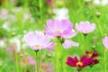 Pink and White cosmos flowers in garden ,beautiful flower Royalty Free Stock Photo