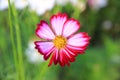 pink and white cosmos flowers in the garden.Macro image Royalty Free Stock Photo