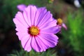 pink and white cosmos flowers in the garden.Macro image Royalty Free Stock Photo