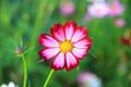pink and white cosmos flowers in the garden.Macro image Royalty Free Stock Photo
