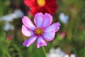 pink and white cosmos flowers in the garden.Macro image Royalty Free Stock Photo