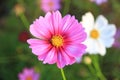 Pink and white cosmos flowers in the garden.Macro image Royalty Free Stock Photo