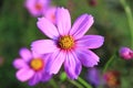 Pink and white cosmos flowers in the garden.Macro image Royalty Free Stock Photo