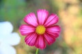 Pink and white cosmos flowers in the garden.Macro image Royalty Free Stock Photo