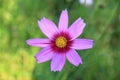 Pink and white cosmos flowers in the garden.Macro image Royalty Free Stock Photo