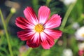 Pink and white cosmos flowers in the garden.Macro image Royalty Free Stock Photo