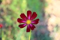 Pink and white cosmos flowers in the garden.Macro image Royalty Free Stock Photo