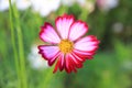 Pink and white cosmos flowers in the garden.Macro image Royalty Free Stock Photo