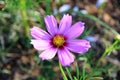 Pink and white cosmos flowers in the garden.Macro image Royalty Free Stock Photo