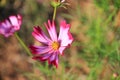 Pink and white cosmos flowers in the garden.Macro image Royalty Free Stock Photo