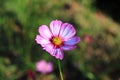 Pink and white cosmos flowers in the garden.Macro image Royalty Free Stock Photo