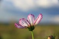 Pink and white cosmos flowers in the garden.Macro image Royalty Free Stock Photo