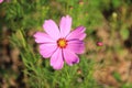 Pink and white cosmos flowers in the garden.Macro image Royalty Free Stock Photo