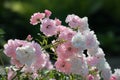 Pink white creame Climbing Rose Banks Rosea variety in garden