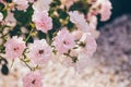 Pink white creame Climbing Rose Banks Rosea variety in garden