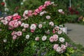 Pink white creame rose, Constance Spry English Climbing Rose variety in garden