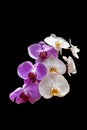 Pink white cultivated orchid isolated over black background Royalty Free Stock Photo