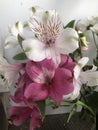 Pink and white cut flowers in a bouquet