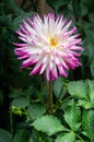 Pink white dahlia blossom in summer Royalty Free Stock Photo