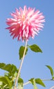 Pink White Dahlia Flower Royalty Free Stock Photo