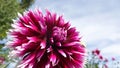 Pink red summer dahlia flower in Botanical Garden of Malmo in Sweden Royalty Free Stock Photo