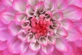 Pink white dahlia flower closeup. Macro. It can be used in website design and printing. Royalty Free Stock Photo