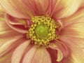 Pink-white dahlia flower. Macro. yellow pistils, stamens. Yellow Center. for design