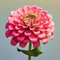 Pink and white dahlia isolated. Flowering flowers, a symbol of spring, new life Royalty Free Stock Photo