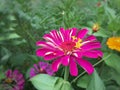 Pink and white dahlia